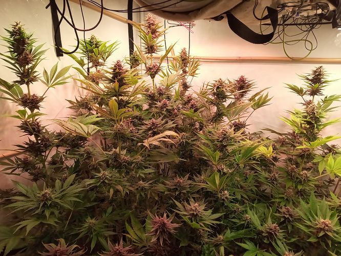 Growreport Bild 84