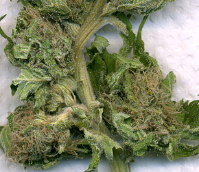 Growreport Bild 15