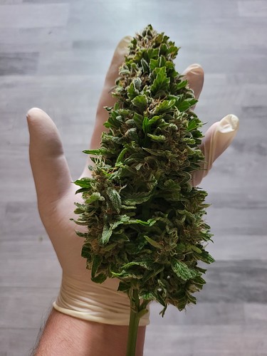 Growreport Bild 1