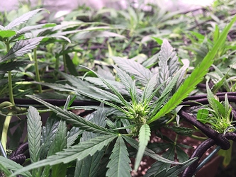 Growreport Bild 4