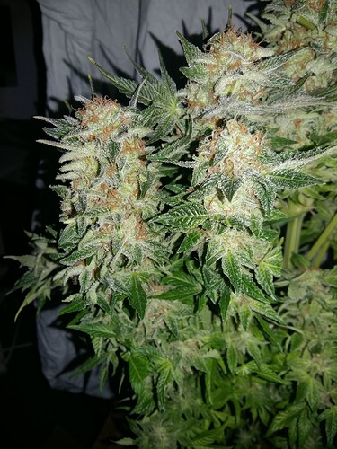 Growreport Bild 1