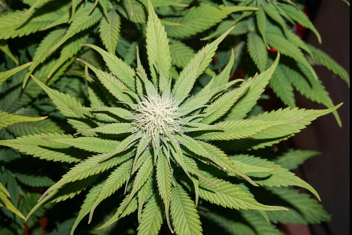 Growreport Bild 4