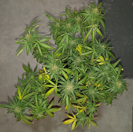 Growreport Bild 8