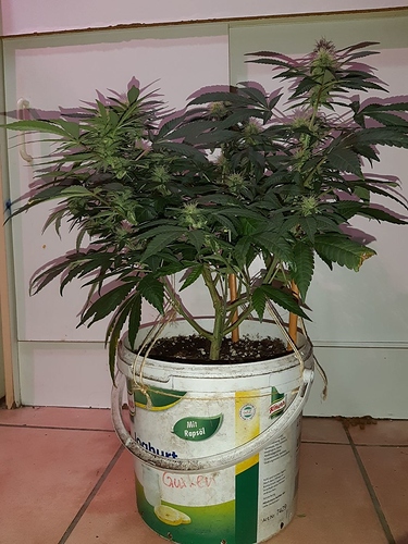 Growreport Bild 7
