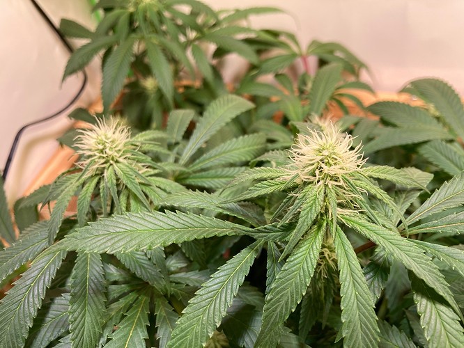 Growreport Bild 2