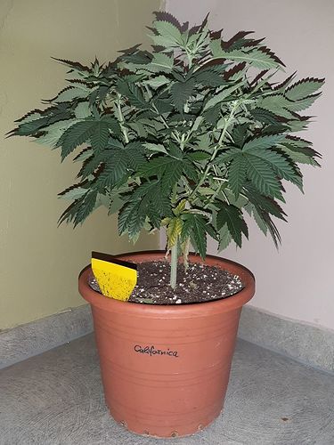 Growreport Bild 1