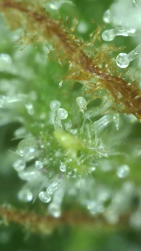 Growreport Bild 98