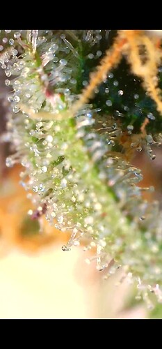 Growreport Bild 29