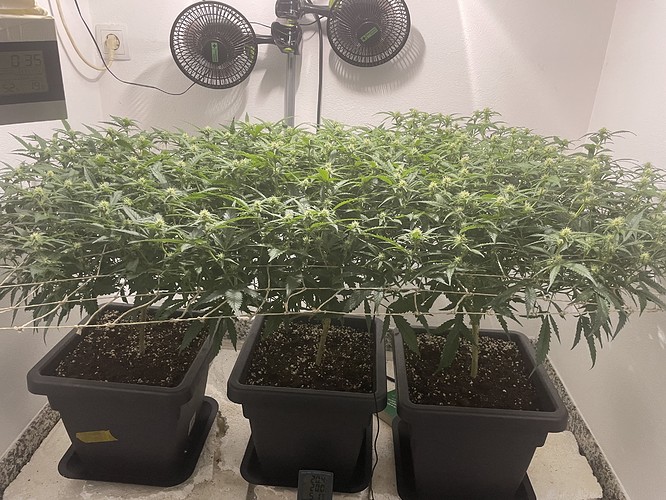 Growreport Bild 7