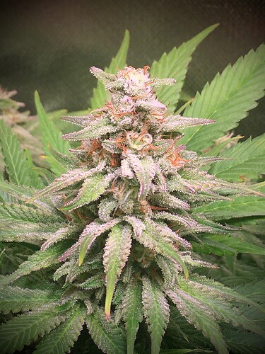 Growreport Bild 3