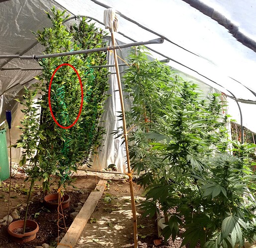103_14_Pano_seeds