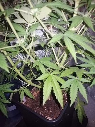 Growreport Bild 3
