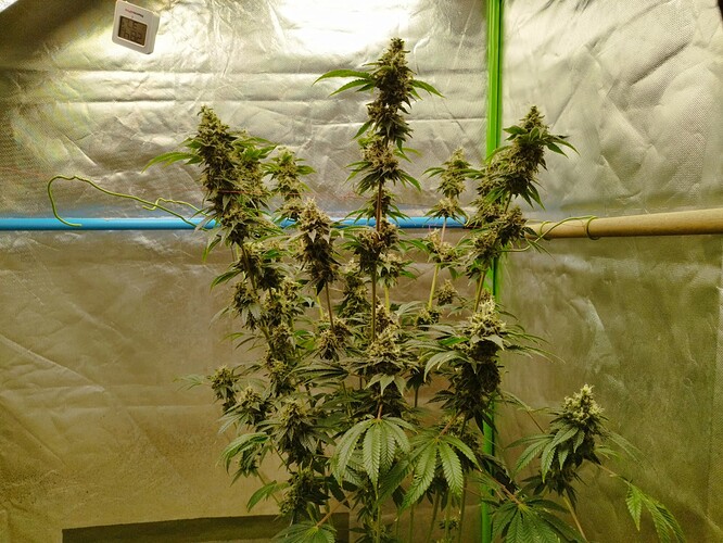 Growreport Bild 6
