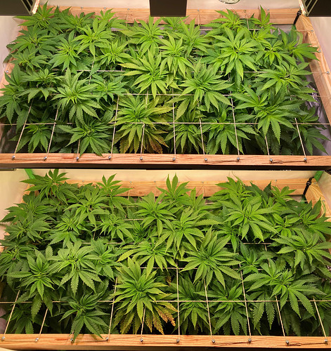 Growreport Bild 16