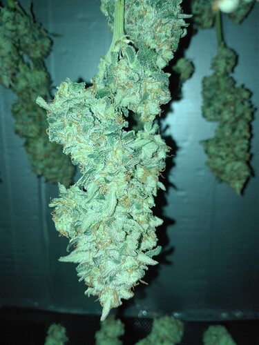 Growreport Bild 4