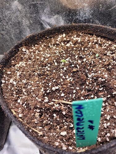 Growreport Bild 4