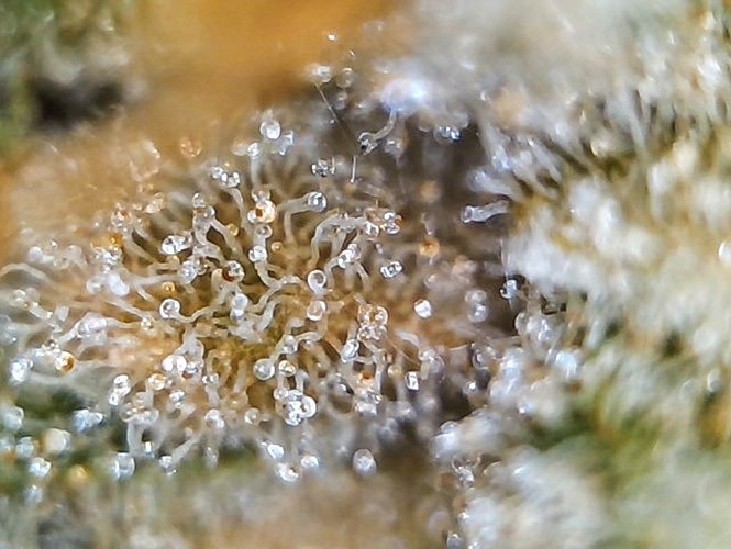 Growreport Bild 13