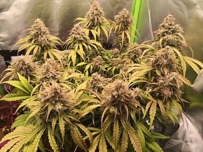 Growreport Bild 1