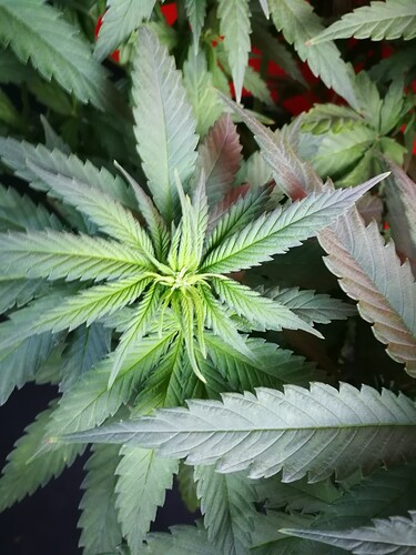Growreport Bild 5