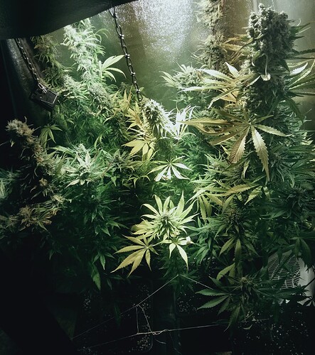 Growreport Bild 1