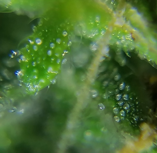 Growreport Bild 4