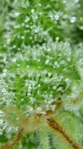 Growreport Bild 47