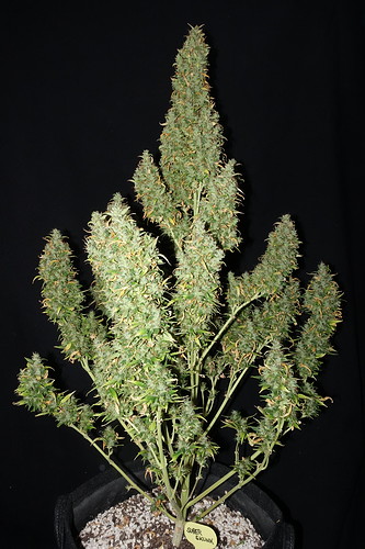 Growreport Bild 2