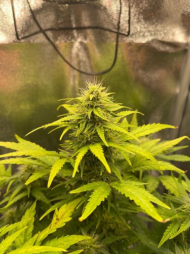 Growreport Bild 6