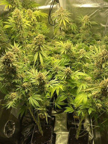 Growreport Bild 39