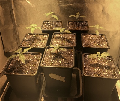 Growreport Bild 1