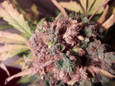 Growreport Bild 15