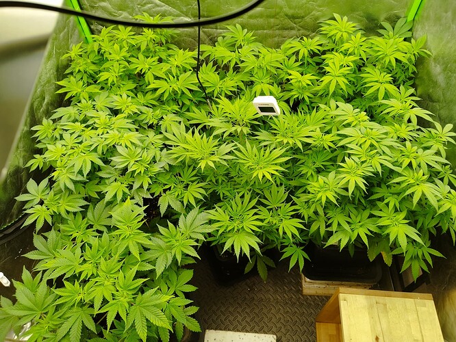 Growreport Bild 5