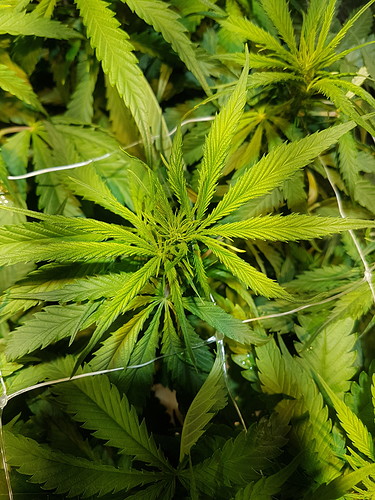 Growreport Bild 11