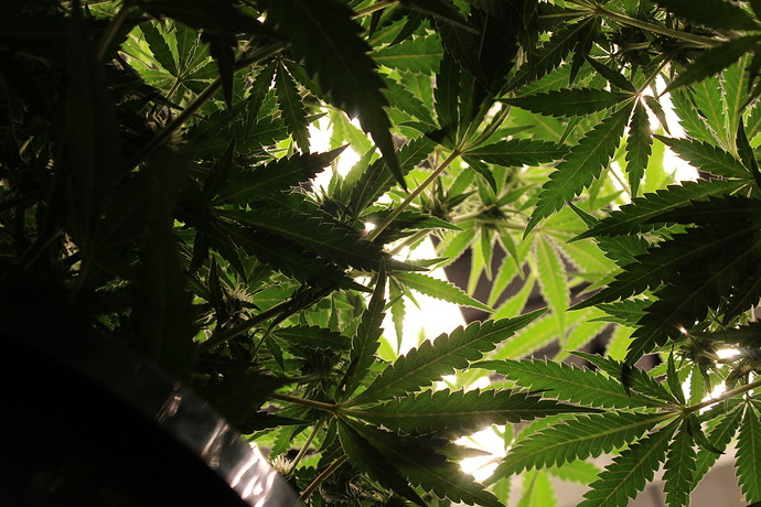 Growreport Bild 9