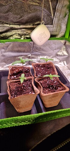 Growreport Bild 15