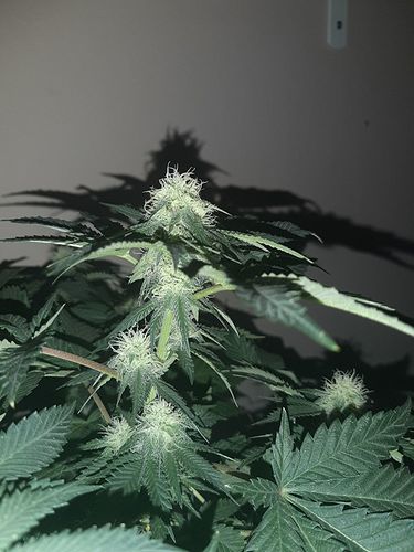 Growreport Bild 3