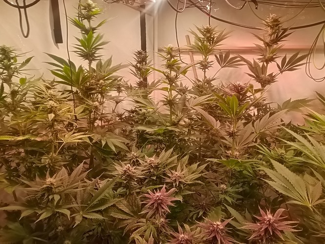 Growreport Bild 12