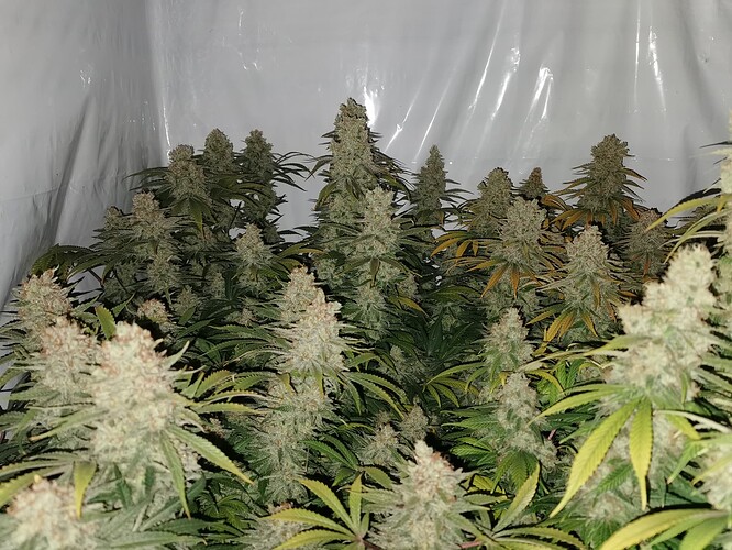 Growreport Bild 2