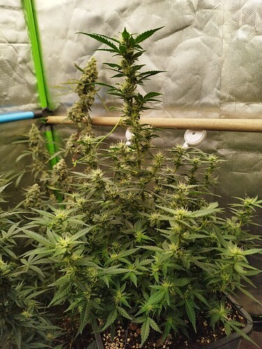 Growreport Bild 22