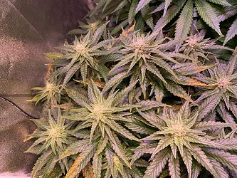 Growreport Bild 4