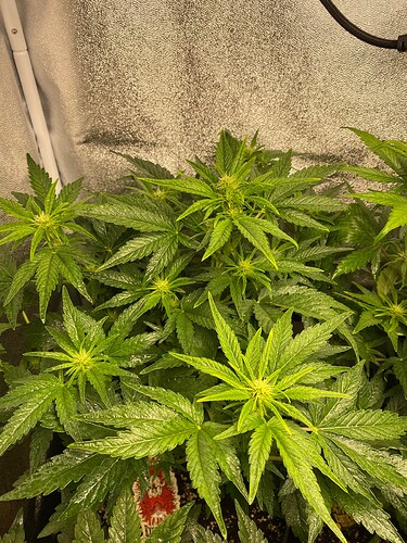 Growreport Bild 4