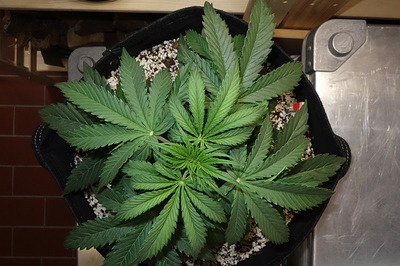 Growreport Bild 14