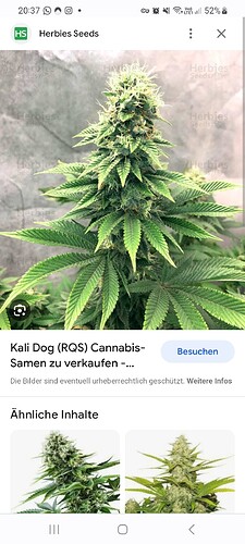 Screenshot_20230817_203721_Chrome