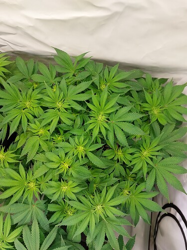 Growreport Bild 4