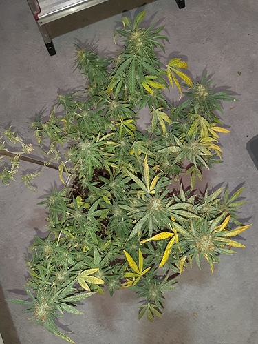 Growreport Bild 5