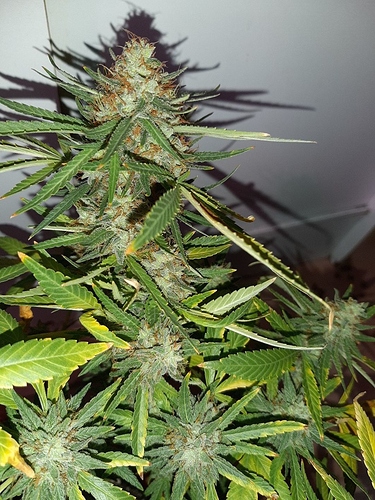 Growreport Bild 6