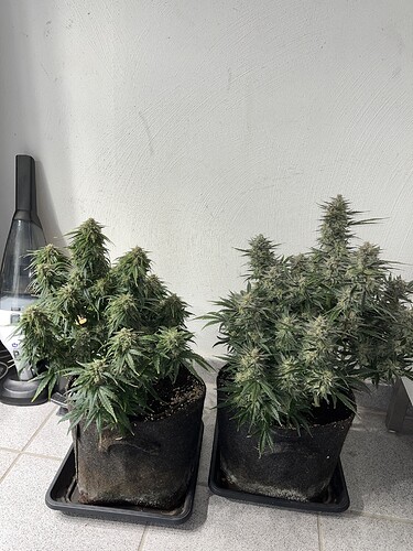Growreport Bild 6