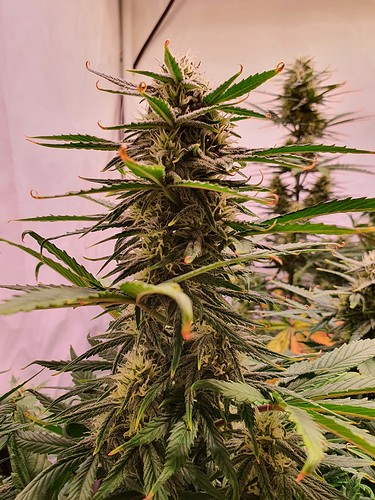 Growreport Bild 6
