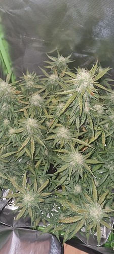 Growreport Bild 26