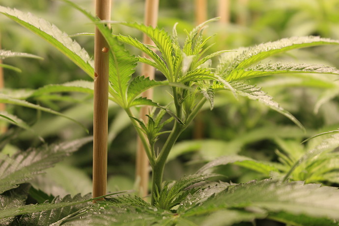 Growreport Bild 6